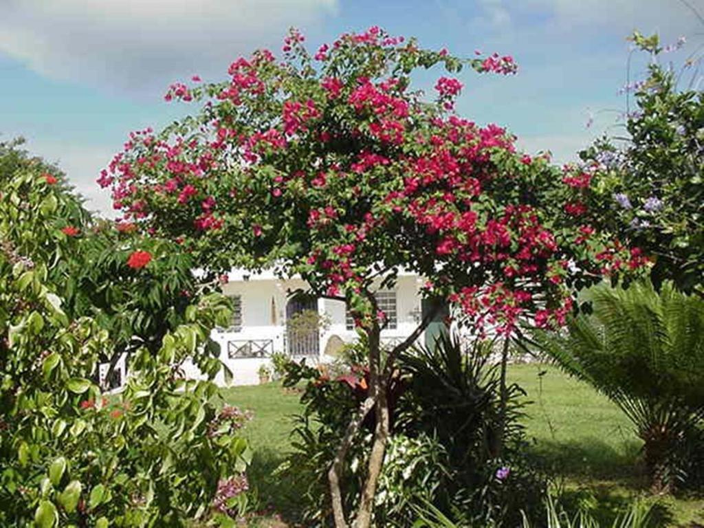 Great Escape And Breakfast Inn Vieques Luaran gambar